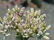 Dudleya pulverulenta, Chalk Liveforever flowers