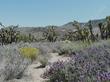 Joshua tree, Yucca brevifolia in the Southern Sierras.