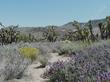 Joshua tree, Yucca brevifolia in the Southern Sierras. - grid24_24