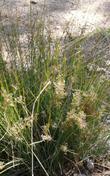 Juncus patens, Common Rush - grid24_24