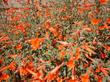 California fuchsia, aka, Zauschneria californica mexicana, AKA Epilobium canum mexicanum flowers growing on a foot high suckering ground cover. California fuchsia likes to be mowed to the ground in January.