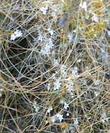 Cuscuta salina Salt-Marsh Dodder - grid24_24