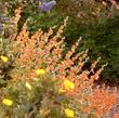 Sphaeralcea ambigua, Desert Mallow mixed with Ceanothus and Dendromecon. Desert Mallow can live on 3-4 inches of rainfall and is drought tolerant as Barstow. - grid24_24