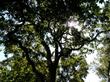 Looking up into Quercus lobata, White Oak