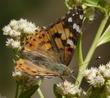 Baccharis emoryi, Emory Baccharis.with a Painted Lady.