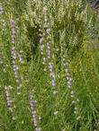 Antirrhinum multiflorum Multiflowered Snapdragon with Deer Weed and Chamise - grid24_24