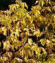 Fall color of Box Elder, Acer negundo californicum.