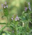 Prunella vulgaris lanceolata Self Heal