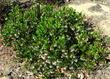 Harmony Manzanita generally grows to knee high, mounding to maybe waist height, if you're short.