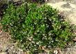 Harmony Manzanita generally grows to knee high, mounding to maybe waist height, if you're short. - grid24_24