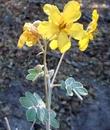 Senna covesii, Coues' cassia - grid24_24