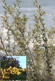 Atriplex canescens, Four-wing Salt Bush - grid24_24