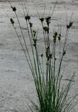 Juncus occidentalis, Western Rush - grid24_24