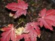 Acer circinatum Vine Maple with fall color