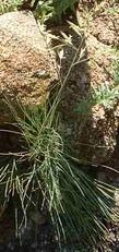 Festuca idahoensis, Idaho Fescue, grows in the central and northern portions of California, and is very ornamental and popular in landscapes.