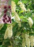 Western Chokecherry, Prunus virginiana demissa