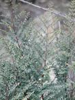 Pellaea mucronata, Bird's Foot Fern, 