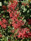 We seldom see Toyon berries this ripe here, the birds eat them when they are still green. - grid24_24