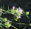 Monardella linoides stricta Flaxleaf mountainbalm - grid24_24