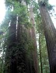 Sequoia sempervirens Coast Redwood - grid24_24