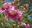 The lovely orchid-like, pink flowers and beige flower buds of Chilopsis linearis, Desert Willow, at Santa Margarita, California.  - grid24_24