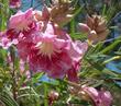The lovely orchid-like, pink flowers and beige flower buds of Chilopsis linearis, Desert Willow, at Santa Margarita, California. 