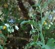 Solanum douglasii White Nightshade