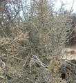 Coleogyne ramosissima, Blackbrush