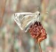 Eriogonum fasciculatum var. polifolium, Eastern Mojave buckwheat  with a Checkered White, Pontia protodice.