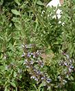 Salvia monzii makes a miniature black sage