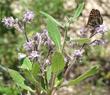 Eriodictyon crassifolium (Thick Leaved Yerba Santa with Checkerspot - grid24_24