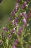 Antirrhinum multiflorum, Mutliflowered Snapdragon Flowers used to be common in the hills around Santa Barbara and Los Angeles. - grid24_24