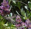 Hummingbirds use most of the native sages to a point where thay live next to them when there are flowers. An Anna Hummingbird on a Rose sage. - grid24_24