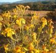 Senecio douglasii,  Butterweed overlooking the nursery