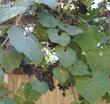 Vitis girdiana, Southern California Grape used to grow all around San Diego, Orange and Riverside counties.