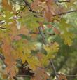 Quercus lobata, White Oak fall color is a brownish yellow. - grid24_24