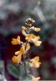 Thermopsis macrophylla macrophylla