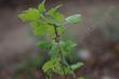 Ribes divaricatum flowers