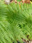 Pteridium aquilinum pubescens, Brake
