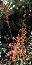 Looking down on Penstemon labrosus, Scarlet Penstemon with Woolly Yerba Santa