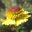 Helenium puberulum with small ray flowers - grid24_24