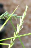 Leymus triticoides - creeping wild rye, Valley Wild rye, alkali rye flowers.  I'm not sure how many times they've flipped from Elymus to Leymus and back. - grid24_24