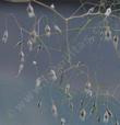 The inflorescence of Oryzopsis hymenoides (Achnatherum hymenoides), Indian Ricegrass, has a delicate loveliness.