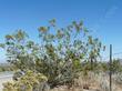 Creosote Bush, Larrea tridentata along Hwy 58 looking toward Ridgecrest.