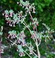 Symphoricarpos longiflorus, Desert Snowberry - grid24_24