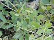 Clematis lasiantha, Pipestem Clematis, is growing lushly here in our nursery garden at Santa Margarita, California. - grid24_24