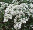 This Ceanothus megacarpus X cuneatus was growing on top of a peak on South Vandenberg, south east of Lompoc. - grid24_24