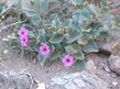 Mirabilis multiflora, Froebel's Four-O'Clock