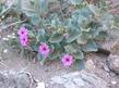 Mirabilis multiflora, Froebel's Four-O'Clock - grid24_24