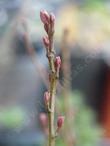 Alnus incana tenuifolia Thinleaf alder stem